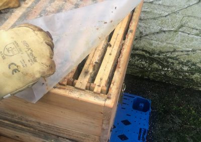 Our bees project